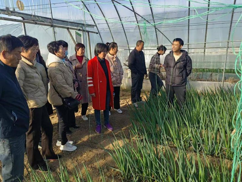 水果批发市场的新趋势—绿色健康风靡行业