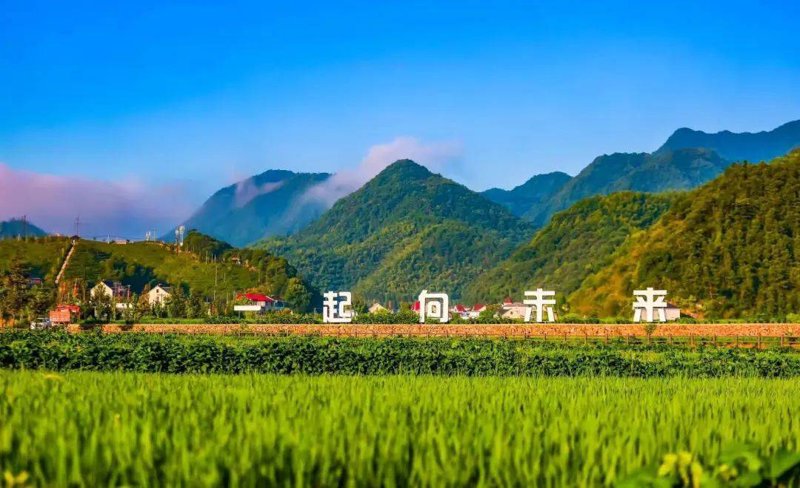 现代农业的绿洲：蔬菜种植基地的蓬勃发展