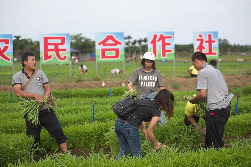 有机蔬菜：现代农业的一股清流