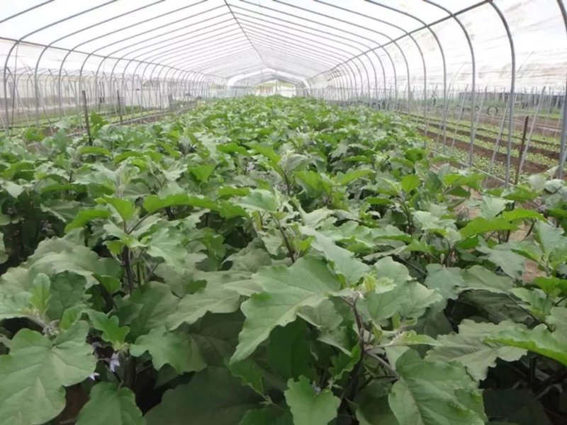 湖南农业公司的崛起：新时代农业探索